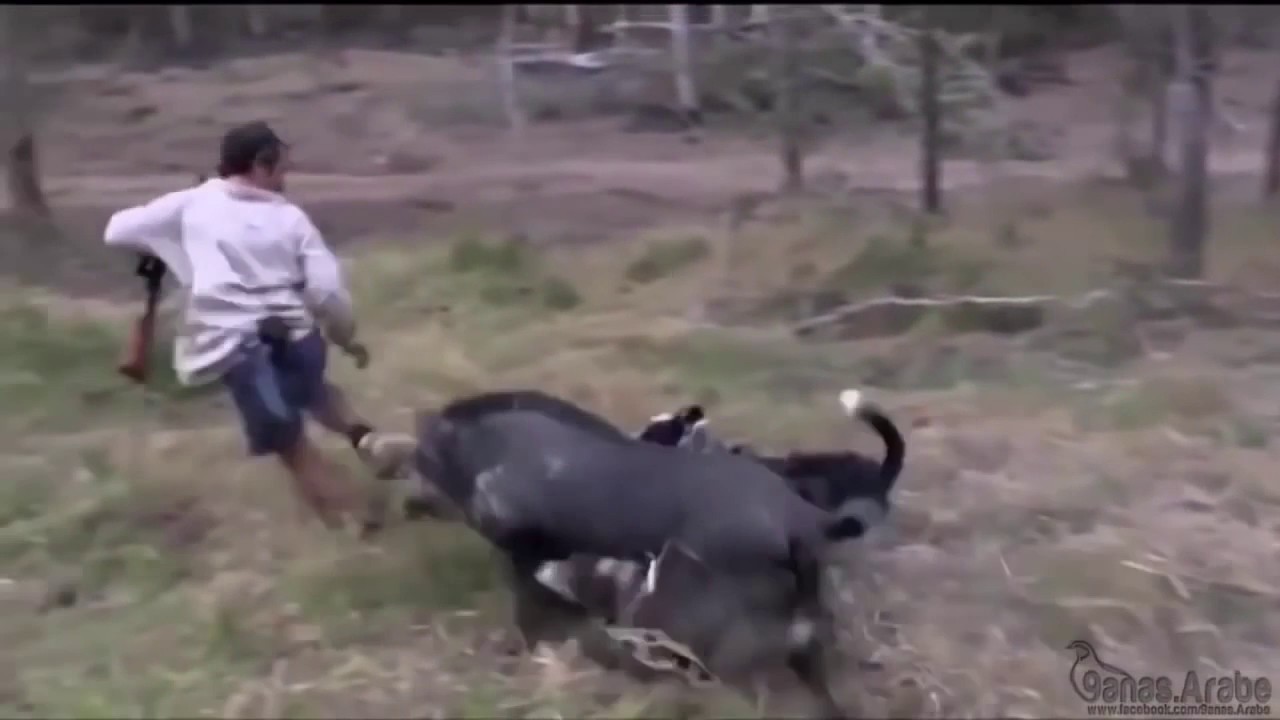 Free boar fuck