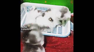 Kucing Persia Luna, Venus, Bigo & Bonie Bigodigicat Family