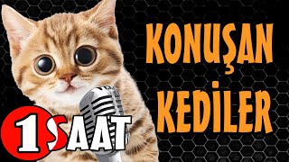 Konuşan Kediler 1 Saat - Sinema Tadında Komik Kediler ( PATİ TV )
