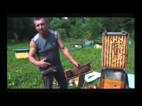 Улей рогач 13