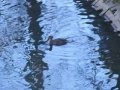 "Kis kacsa fürdik" az Élővíz csatornában Gyulán 2013. 03. 05 - én