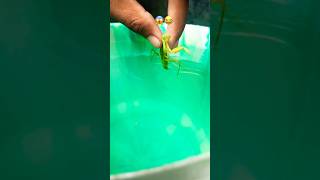 Mantis Swimming In Water? You Wont Believe This
