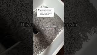 My Cat Actually Poops In The Toilet