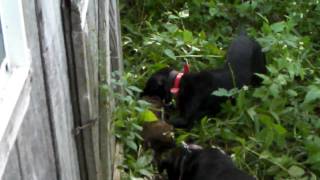 Patterdale Groundhog Hunt