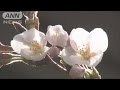 東京にも春 桜開花 ソメイヨシノが咲いた(15/03/23)