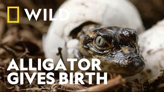 Alligator Birth Mystery Reptile Planet Mashup National Geographic Wild Uk