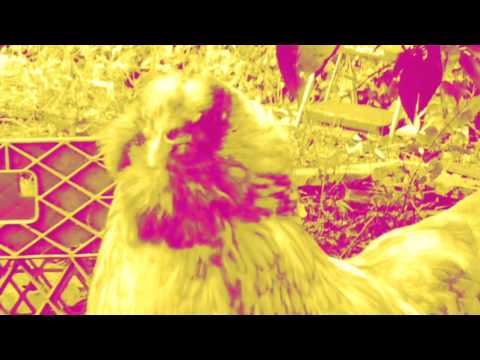 Little Bird
