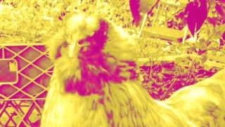 Little Bird