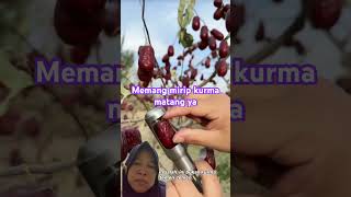 Buah Cucupe Dari Cina