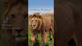 Whatsapp Status
