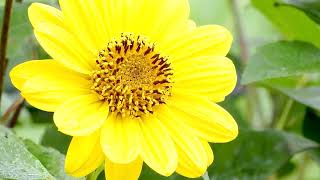 Stauden-Sonnenblume, 1000 Dene Blüten