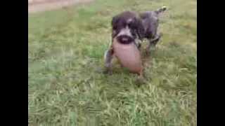 Elza Cibukama - German Wirehaired Pointer 2 Month