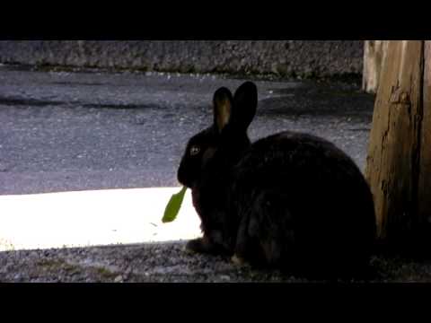 日進舘 万座温泉ホテル【ウサギ】II