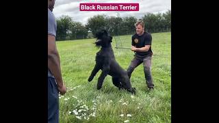 Biggest Black Russian Terrier Dogs