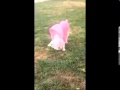 Puppy mill dog walks on grass for the first time.