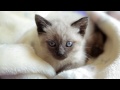 Curious Siamese Kitten