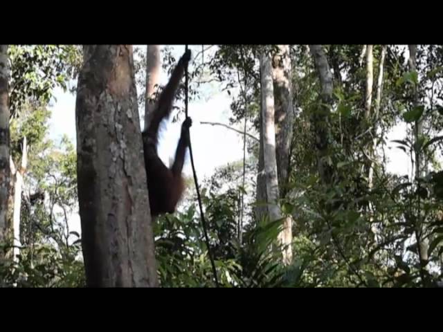 Oragngutanes del Tanjung Puting