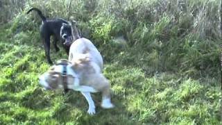 Rosie And Roxy 1.Avi