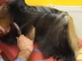 Secando Yorkshire Terrier images Secando Yorkshire Terrier