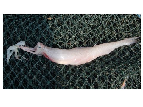 Ikan LOMEK Harpodon.sp Ikan Bercahaya (Bioluminescence) dan Gurih di Tanjung Samak-rev