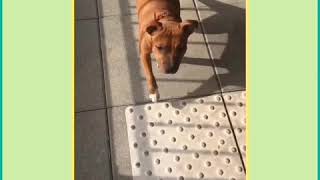 Nala , Ma Staffie, 4 Mois 18 Jours, 24102018