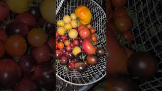Picking Tomatoes In The Dark. First Frost October 9Th. Zone 5B.