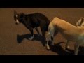 Gay Dogs Getting Entangled