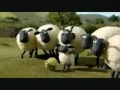 shaun