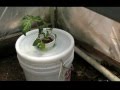 Compost Tea Hydroponics, Aquaponics-DIY Organic Hydroponic Tomatoes