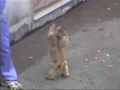 プリン頭のオトメちゃん（市川市動植物園）Japanese Macaque Monkeys