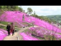 滝上公園の芝桜 - 滝上町 2012