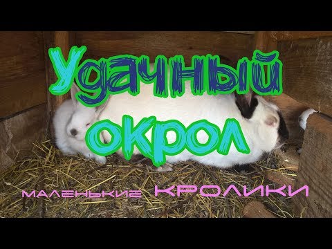 Удачный Окрол, много Кроликов. Как смотреть Гнездо Кролика | Дневник Кроликовода №22 | Арболитич Удачный Окрол, много Кроликов. Как смотреть Гнездо Кролика | Дневник Кроликовода №22 | Арболитич
