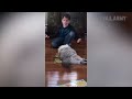 Animals Can Be Jerks! (June 2018) | FailArmy