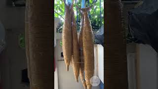Fish Mummy