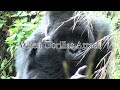Crazy Gorilla Attack