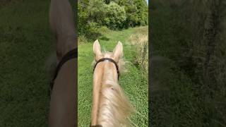 The Greatest Trail Riding Horse In The World! #Shorts #Horses #Horselife #Horsebackriding