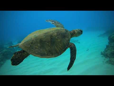 Free Diving Hawai’i With Sharks, Dolphins & Octopus 2021