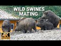 Wild Swines - Wild Boars 🐗  - Mating