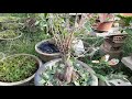 Cần xin ý tưởng cho tạo dáng cho cây mai /Need ideas for shaping the tree