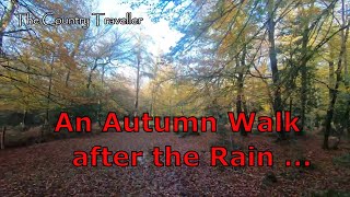 An Autumn walk in the woods after the rain.