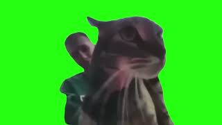 Green Screen Cat At Doorbell Meme