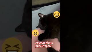 Хорошо Быть Директором / Funny Cats / Смешные Животные / 😻😻😻 Васька Шотландский Кот