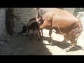 Red bull with extra small cow Meet   Animals zoo  480P