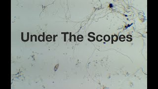 Exploring Pond Water - Microscopic Ambience