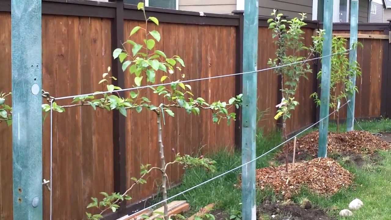 Backyard fruit orchard - Part 2 - YouTube
