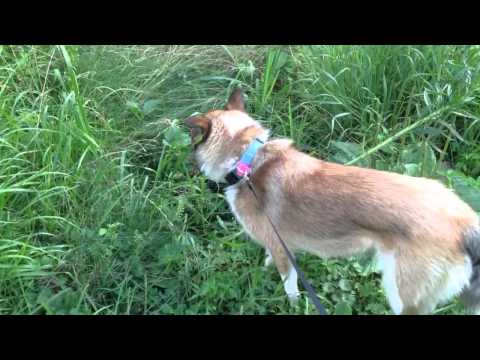 How To Stop My Dog From Chewing Wood Furniture How To Stop My Dog From Chewing Wood Furniture