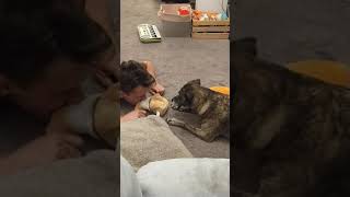 Treeing Tennessee Brindle Plays With Squeaker Toys