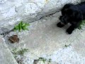 Buksi kiskutyánk játszadozik a békával...Ma már csak emlék