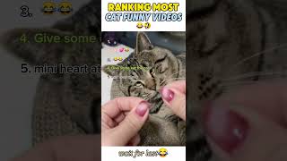 Wait For Last Cat Funny Video