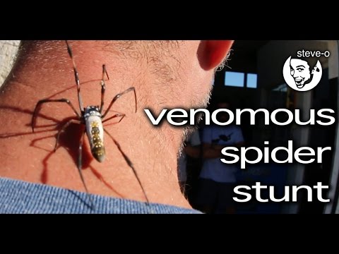 Spider With Wings Video